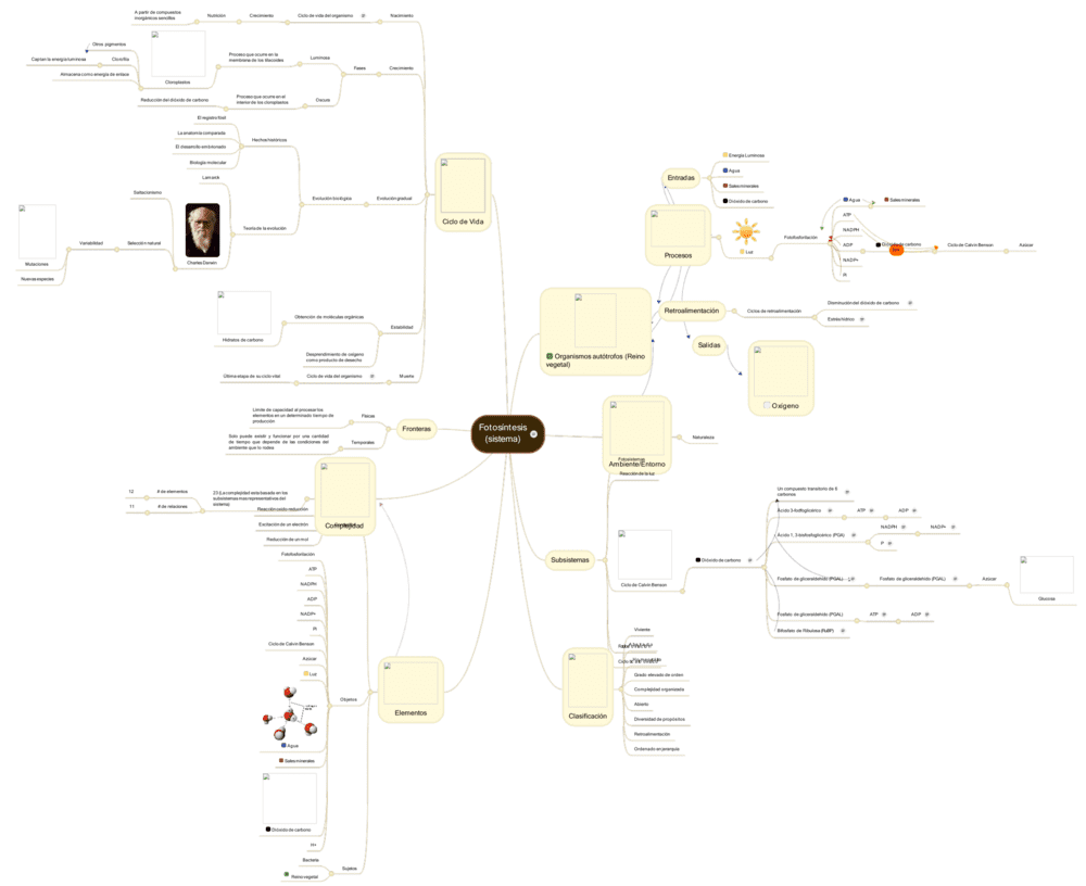 Mapa mental de la fotosíntesis 2