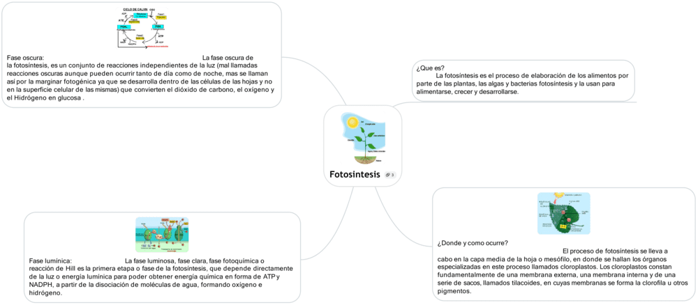 Mapa mental de la fotosíntesis 3