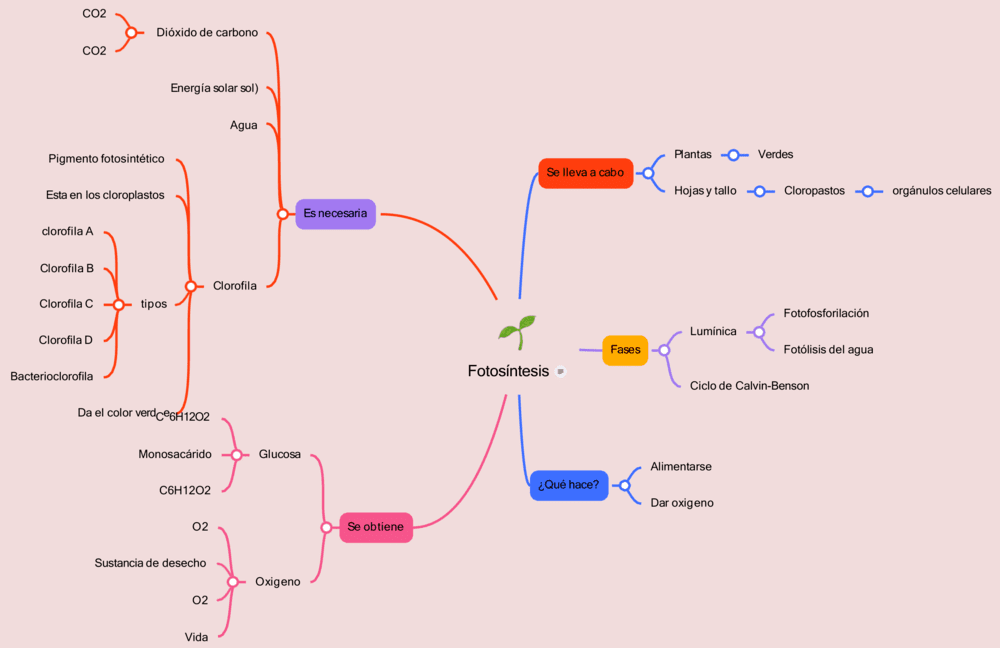 Mapa mental de la fotosíntesis 4