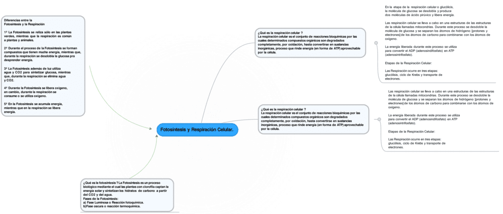 Mapa mental de la fotosíntesis 6